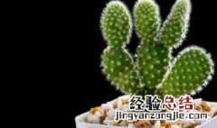 仙人掌属于花类吗 仙人掌是一种花吗