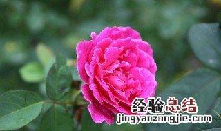 思念的花语是什么花 送给天堂亲人的鲜花