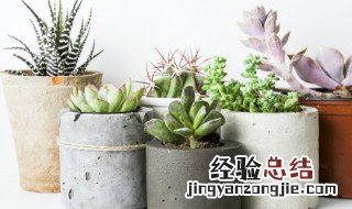 多肉是生长在沙漠吗 多肉植物都是沙漠植物吗