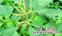 刺苋菜长什么样子 刺苋菜长什么样