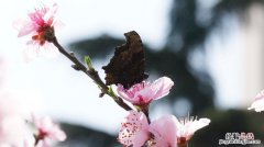 阳春三月红花开指什么动物