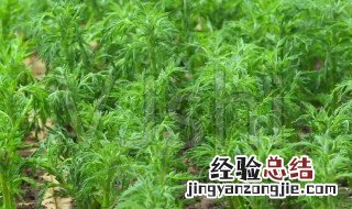 青蒿草农村叫什么 青蒿和艾草的区别