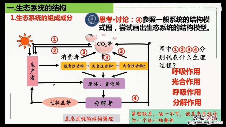 生态系统的结构是什么