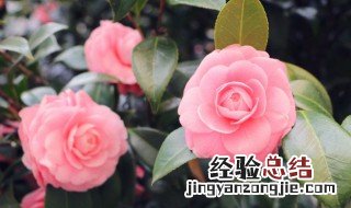 粉色勿忘我花语 为什么送花不能送勿忘我