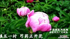 芍药什么时候开花