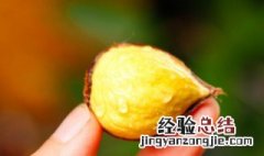 剥好的板栗仁可以冷冻吗 生板栗仁放冰箱冷冻需要剥皮吗