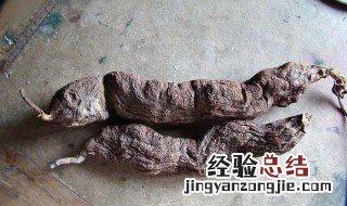 何首乌泡水喝需谨记哪些事宜