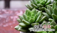 多肉植物收到后多久可以种植入盆 多肉收到后可以直接栽种吗