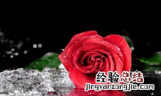 水养玫瑰花怎么养才不会枯萎 怎么养水养玫瑰花才不会枯萎