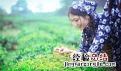 掐茶叶技巧 掐茶叶的方法