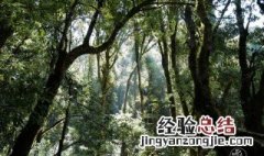 亚热带常绿阔叶林和温带落叶阔叶林的区别 亚热带常绿和温带落叶阔叶林的区别介绍