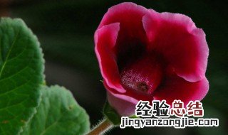 烟筒花养护方法 大烟筒花怎么养护