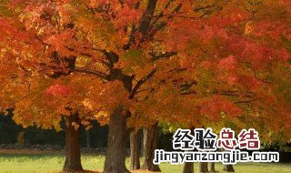 中国可以种植枫糖树吗 重庆地区能种植糖枫树吗