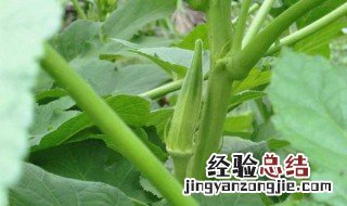 黄秋葵的种植方法 黄秋葵的种植方法和距离