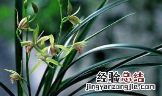 兰花种植方法和注意事项 兰花种植方法