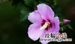 木槿花的花语是什么? 木槿花花语是什么意思