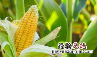 什么是蔬菜设施栽培 蔬菜设施栽培的解释