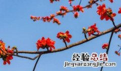 木棉花的花语是什么 木棉花花语是什么