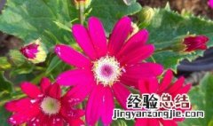 富贵菊养殖方法 富贵菊养殖方法是什么