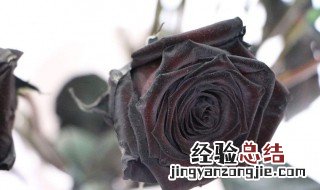 黑玫瑰花语及代表意义