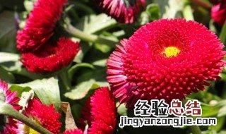 雏菊的花语是什么,象征了什么 雏菊的花语是