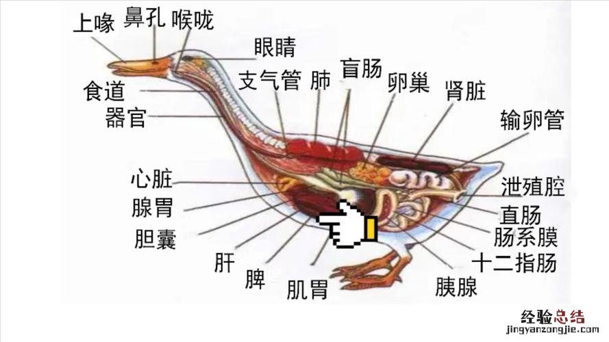 鸭肫是什么部位