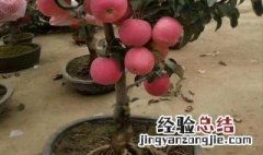 盆栽苹果树怎么种 盆栽苹果树怎么种植果实发软