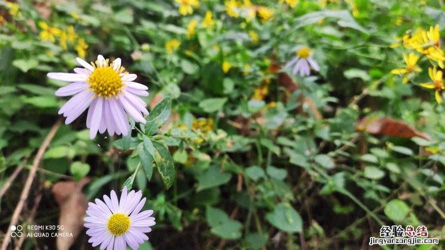 花开不并百花丛是什么意思