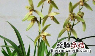 兰花寓意及花语是什么 兰花寓意及花语是什么花