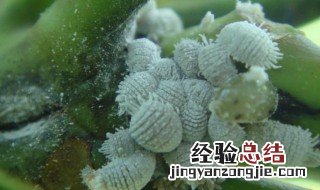 蚧壳虫用什么药最有效 打介壳虫什么药好用什么药好