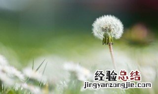 蒲公英的花语是什么 紫色蒲公英的花语是什么