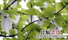 珙桐花什么时候开