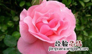 粉色月季花花语及寓意和象征 粉色月季花花语及寓意