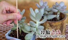 多肉植物移植该注意什么 多肉移植需要注意什么