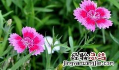 石竹花花语是什么 石竹花花语