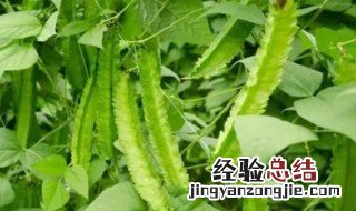 四棱豆不熟有毒吗 海南四棱豆不熟有毒吗