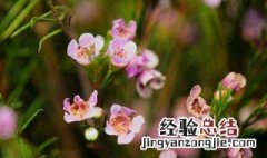 澳洲腊梅花语 澳洲腊梅花语寓意有几种颜色