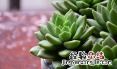 春天多肉植物为什么会变绿色植物 多肉冬天会变成绿色吗