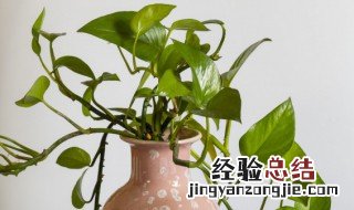 土培绿萝烂根怎么消毒 土培绿萝烂根怎么办教你解决方法
