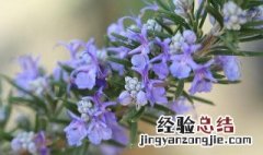 迷迭香是什么花 迷迭香的花语及代表意义