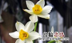 水仙花语 水仙花语有什么