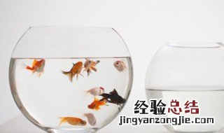 鱼缸放在家里哪个位置好 鱼缸放家里什么位置好
