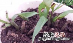 聚石斛的种植方法