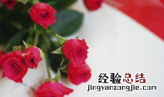 月季花语 月季花语有什么