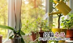 植物在室内可以进行光合作用吗对吗 植物在室内可以进行光合作用吗