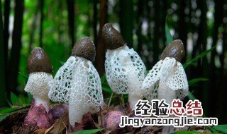 竹林里象竹荪的野生菌是什么 竹林里象竹荪的野生菌是什么