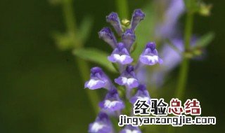 半枝莲花语寓意 半枝莲的花语和传说是什么呢