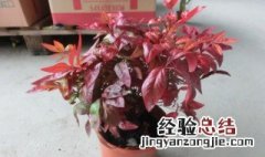 红枫树长年在室内种植可以吗 枫树在室内能种植吗?