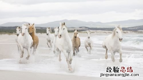 万马奔腾的动物是什么动物