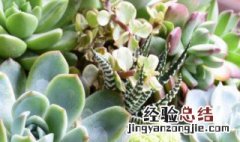 种多肉需要肥料吗 多肉植物种化肥必须要挖坑吗